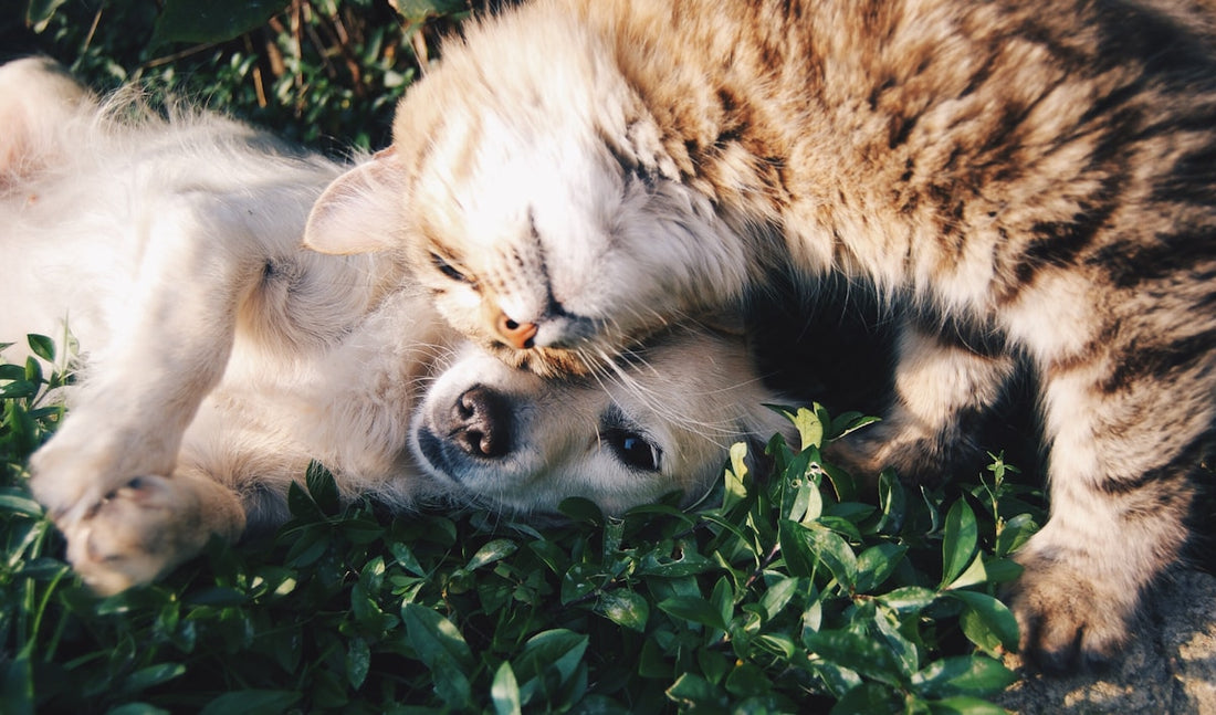 Dog and cat living together happily in a multi-pet home