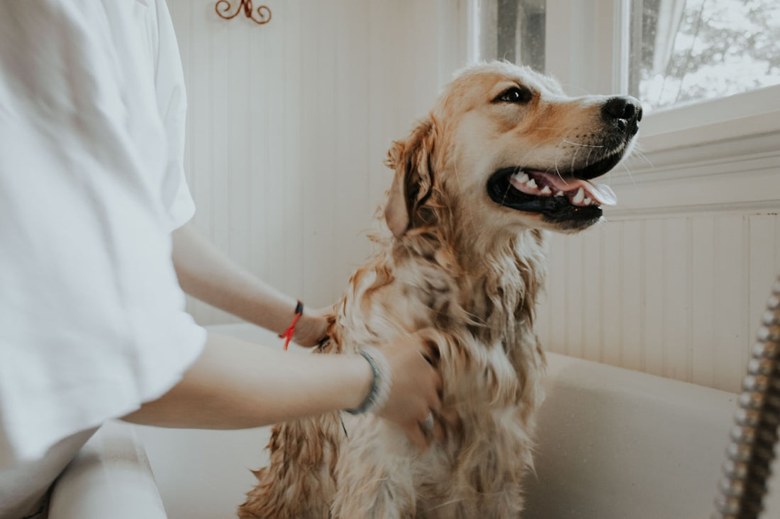 Grooming a dog at home