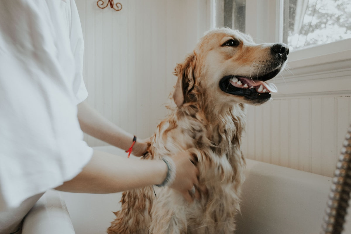 Grooming a dog at home