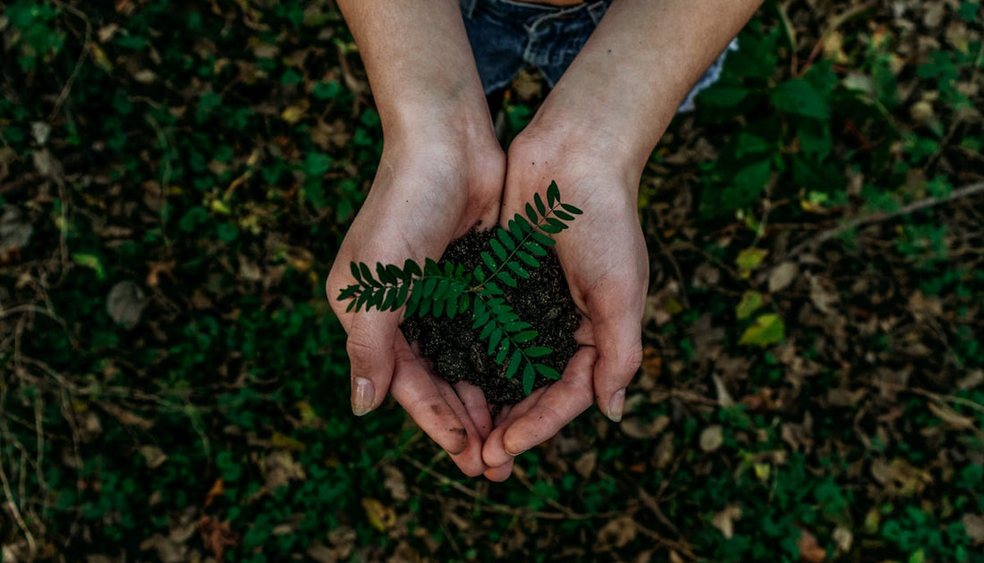 Eco-friendly and sustainable pet products with natural materials