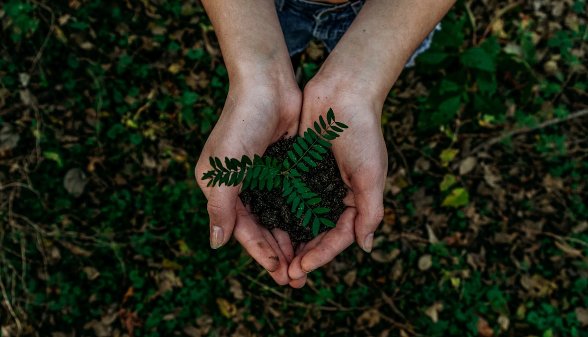 Eco-friendly and sustainable pet products with natural materials