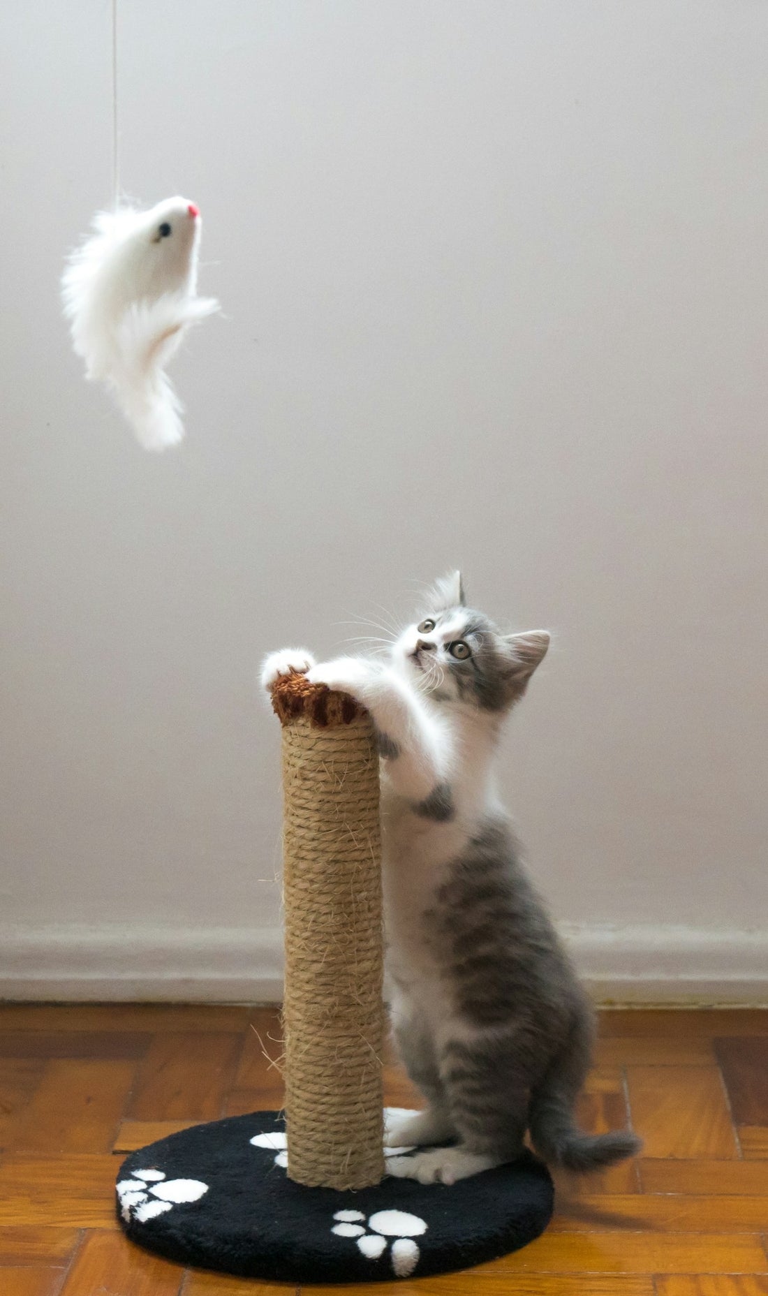 Cat playing with interactive feather toy
