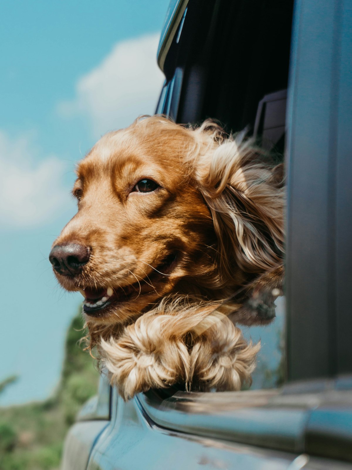 Dog DNA test results on a computer screen