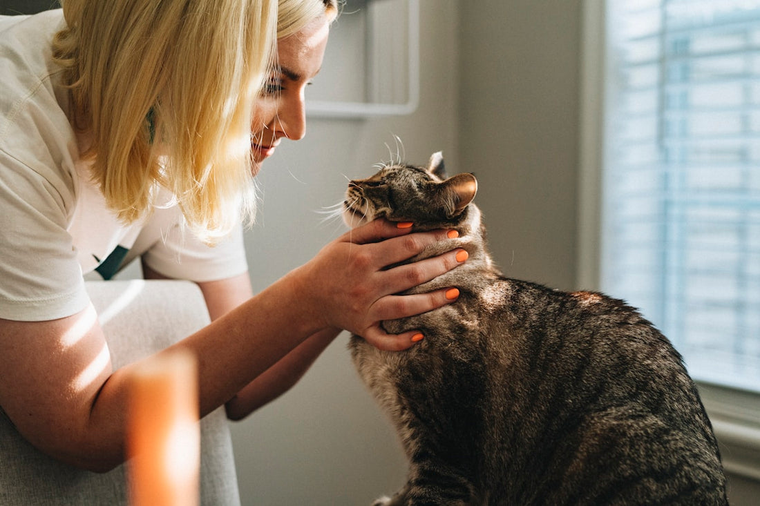 Dog and cat at veterinary clinic representing pet insurance